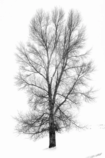 15 tree in black and white