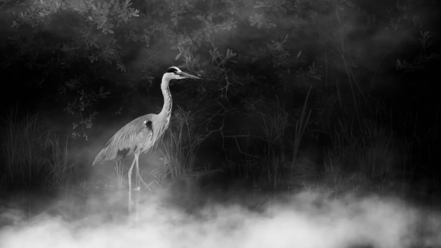 Oiseaux de la Dombes dans la brume. Photographie réalisée depu