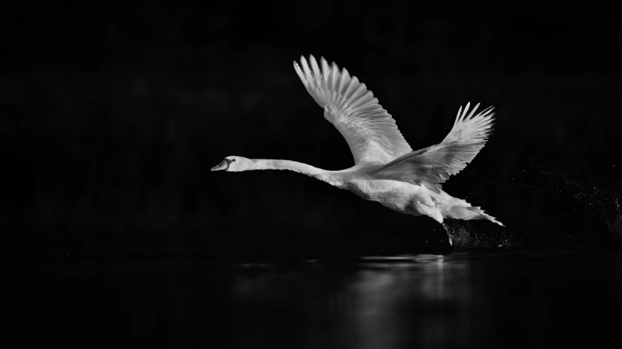 Oiseaux de la Dombes dans la brume. Photographie réalisée depu