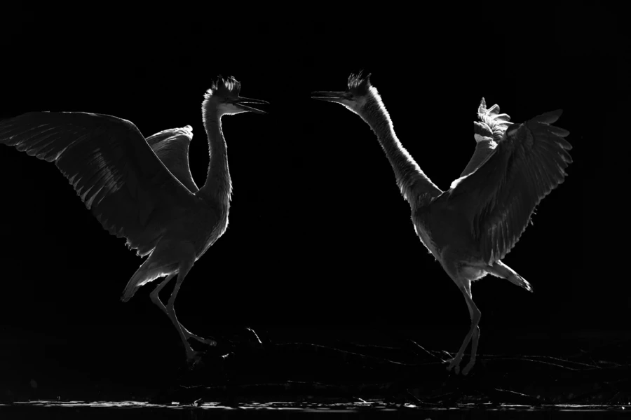 Oiseaux de la Dombes dans la brume. Photographie réalisée depu