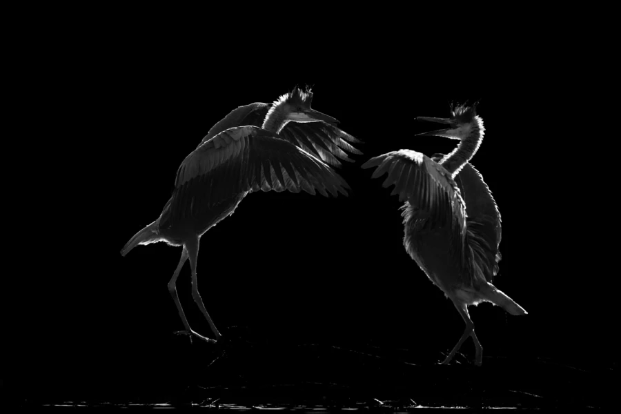Oiseaux de la Dombes dans la brume. Photographie réalisée depu