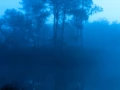 07 paysage zone humide haute saintonge france