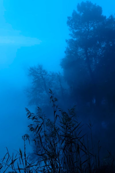 08 paysage zone humide haute saintonge france