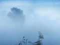 09 paysage zone humide haute saintonge france