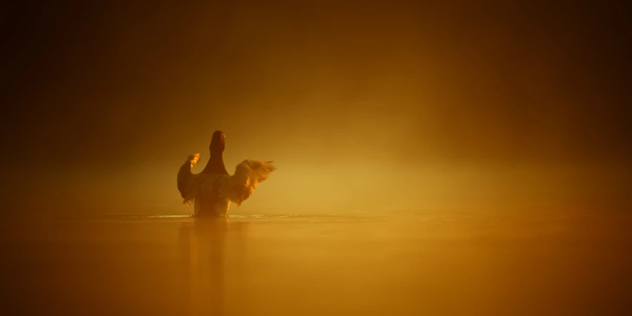 Ambiance sur les étangs de la Dombes. Photographie réalisée d