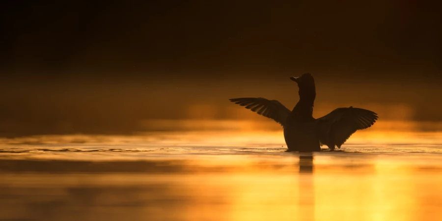 Ambiance sur les étangs de la Dombes. Photographie réalisée d