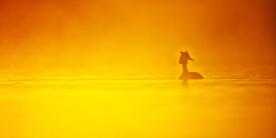 Ambiance sur les étangs de la Dombes. Photographie réalisée d