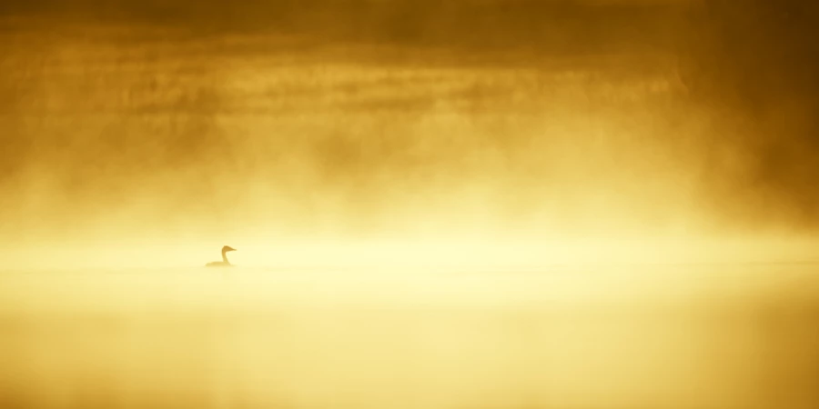 Ambiance sur les étangs de la Dombes. Photographie réalisée d