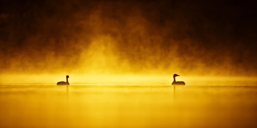 Ambiance sur les étangs de la Dombes. Photographie réalisée d