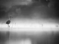 Oiseaux de la Dombes dans la brume. Photographie réalisée depu