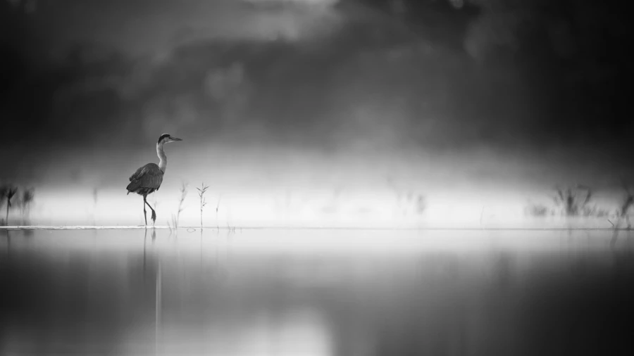 Oiseaux de la Dombes dans la brume. Photographie réalisée depu