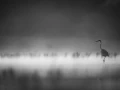Oiseaux de la Dombes dans la brume. Photographie réalisée depu