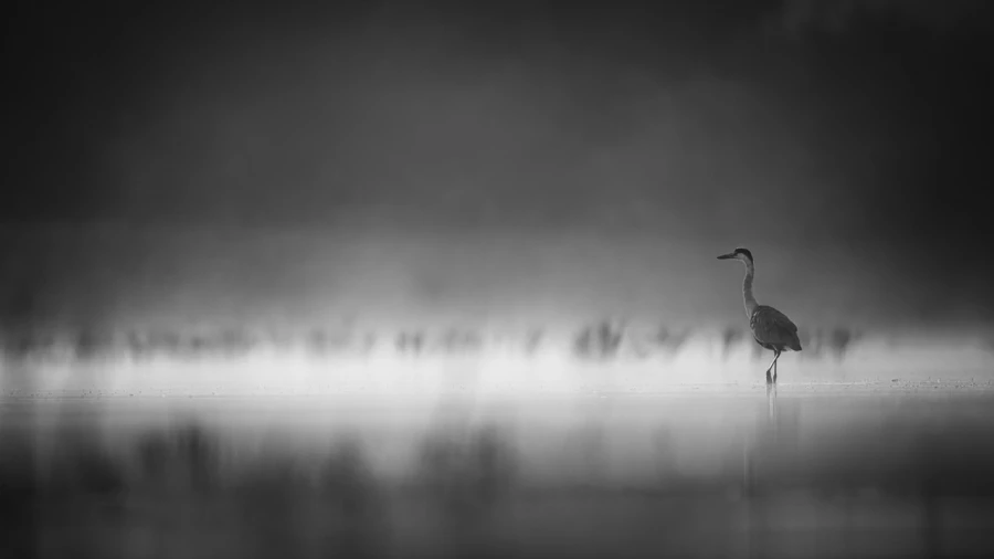 Oiseaux de la Dombes dans la brume. Photographie réalisée depu