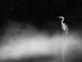 Oiseaux de la Dombes dans la brume. Photographie réalisée depu