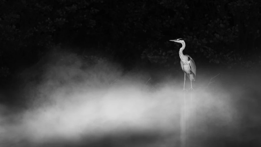 Oiseaux de la Dombes dans la brume. Photographie réalisée depu