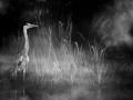 Oiseaux de la Dombes dans la brume. Photographie réalisée depu
