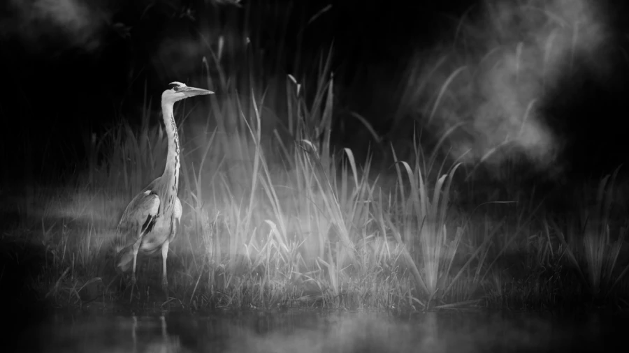 Oiseaux de la Dombes dans la brume. Photographie réalisée depu
