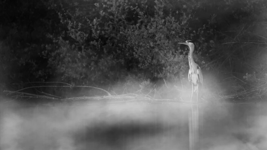 Oiseaux de la Dombes dans la brume. Photographie réalisée depu