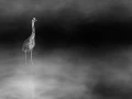 Oiseaux de la Dombes dans la brume. Photographie réalisée depu