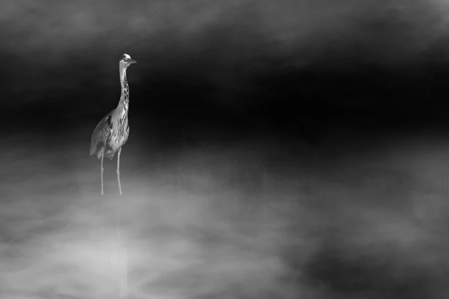 Oiseaux de la Dombes dans la brume. Photographie réalisée depu
