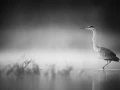 Oiseaux de la Dombes dans la brume. Photographie réalisée depu