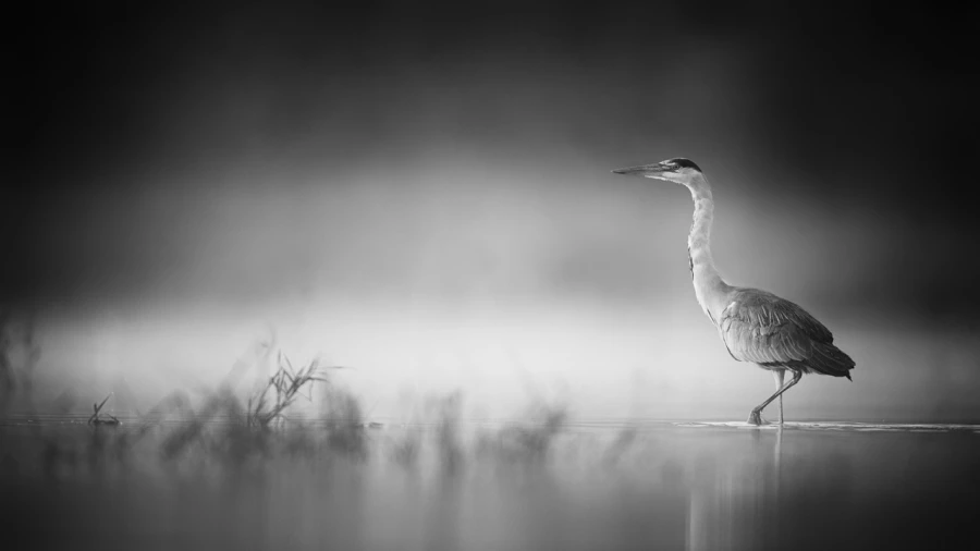 Oiseaux de la Dombes dans la brume. Photographie réalisée depu