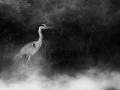 Oiseaux de la Dombes dans la brume. Photographie réalisée depu