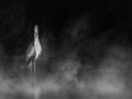 Oiseaux de la Dombes dans la brume. Photographie réalisée depu