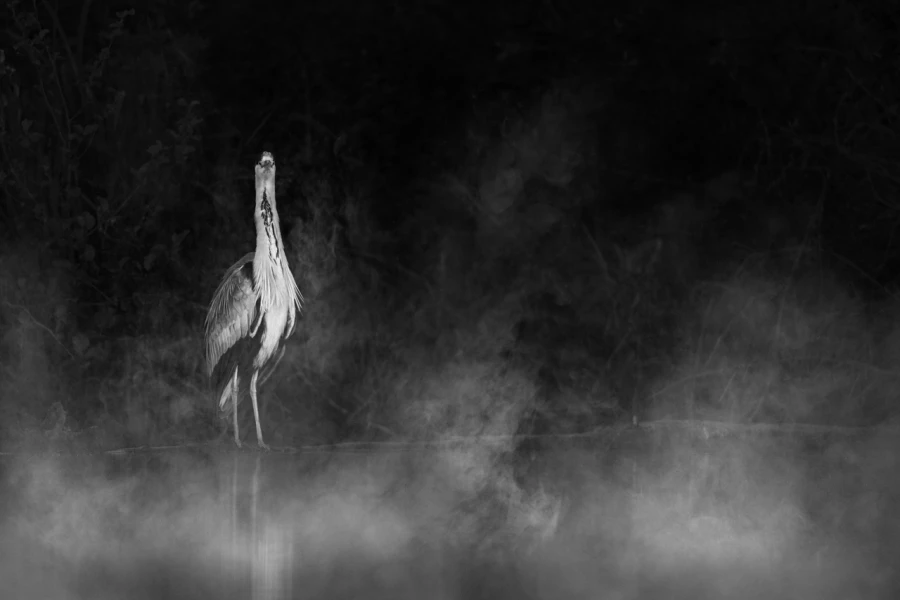 Oiseaux de la Dombes dans la brume. Photographie réalisée depu