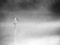 Oiseaux de la Dombes dans la brume. Photographie réalisée depu