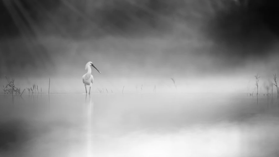 Oiseaux de la Dombes dans la brume. Photographie réalisée depu