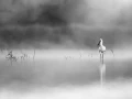 Oiseaux de la Dombes dans la brume. Photographie réalisée depu