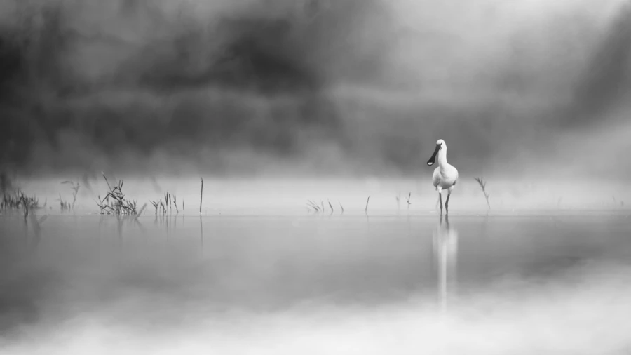 Oiseaux de la Dombes dans la brume. Photographie réalisée depu