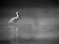 Oiseaux de la Dombes dans la brume. Photographie réalisée depu