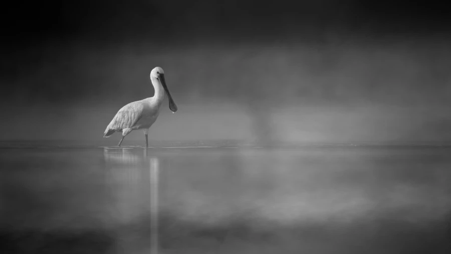 Oiseaux de la Dombes dans la brume. Photographie réalisée depu
