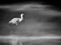 Oiseaux de la Dombes dans la brume. Photographie réalisée depu