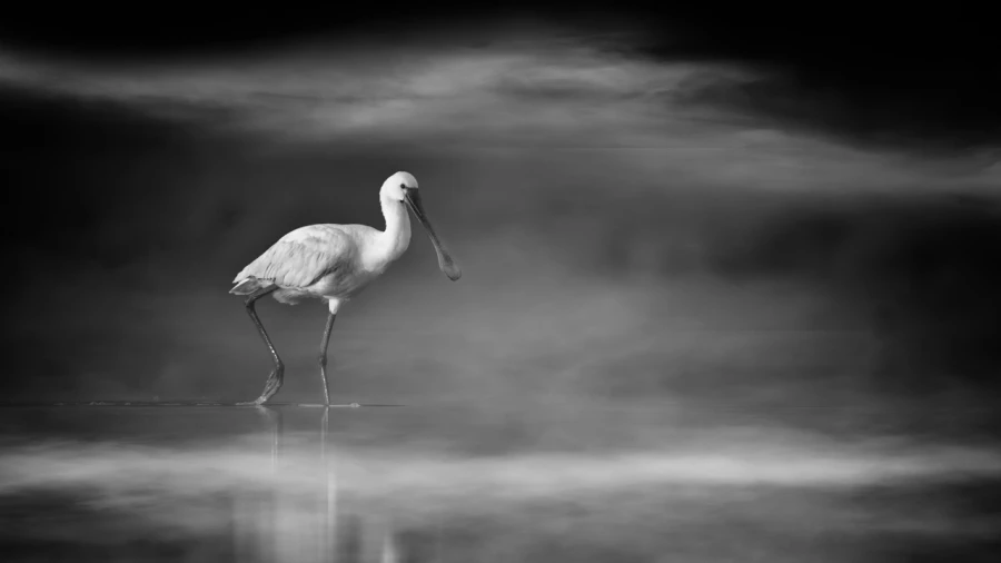 Oiseaux de la Dombes dans la brume. Photographie réalisée depu