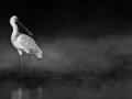 Oiseaux de la Dombes dans la brume. Photographie réalisée depu