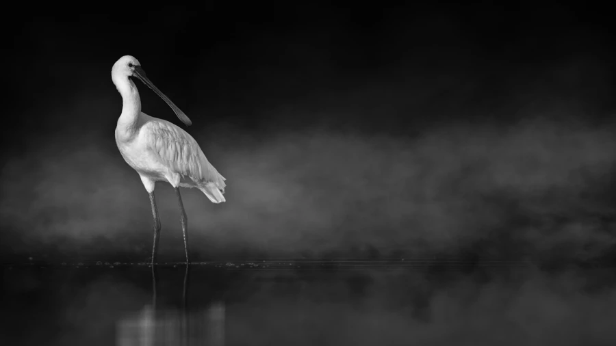 Oiseaux de la Dombes dans la brume. Photographie réalisée depu