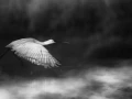 Oiseaux de la Dombes dans la brume. Photographie réalisée depu