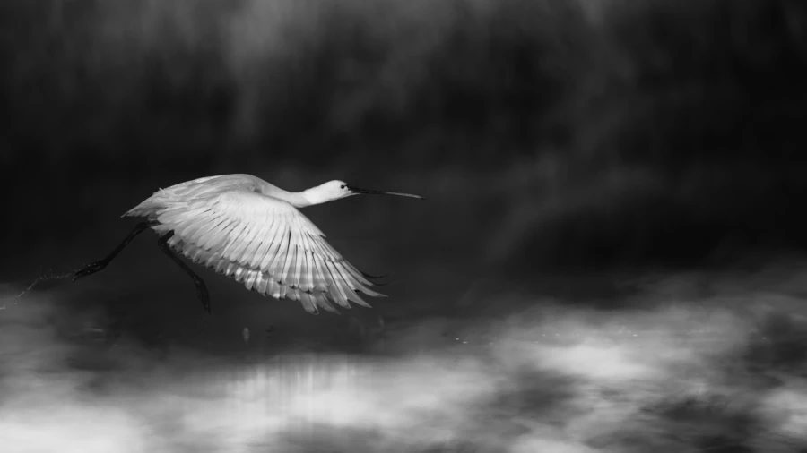 Oiseaux de la Dombes dans la brume. Photographie réalisée depu