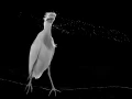 Oiseaux de la Dombes dans la brume. Photographie réalisée depu