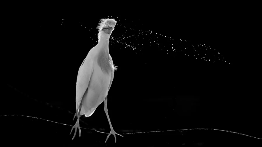 Oiseaux de la Dombes dans la brume. Photographie réalisée depu