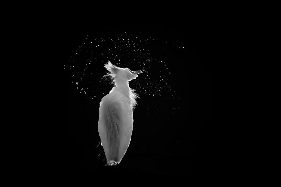Oiseaux de la Dombes dans la brume. Photographie réalisée depu