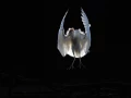 Oiseaux de la Dombes dans la brume. Photographie réalisée depu