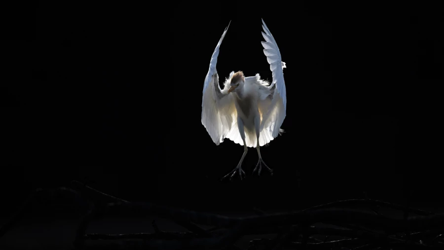 Oiseaux de la Dombes dans la brume. Photographie réalisée depu