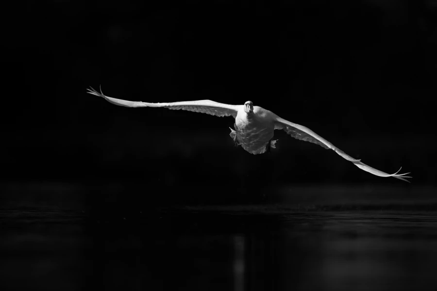 Oiseaux de la Dombes dans la brume. Photographie réalisée depu