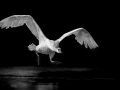 Oiseaux de la Dombes dans la brume. Photographie réalisée depu