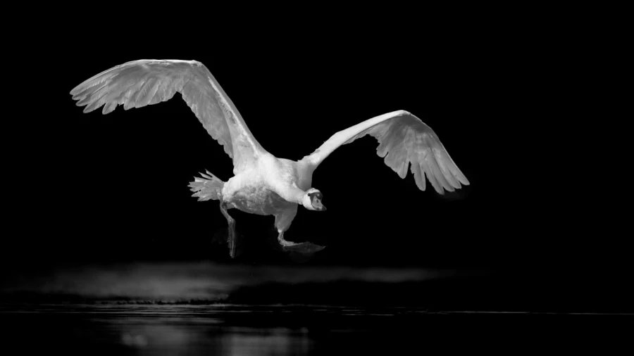 Oiseaux de la Dombes dans la brume. Photographie réalisée depu