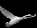 Oiseaux de la Dombes dans la brume. Photographie réalisée depu